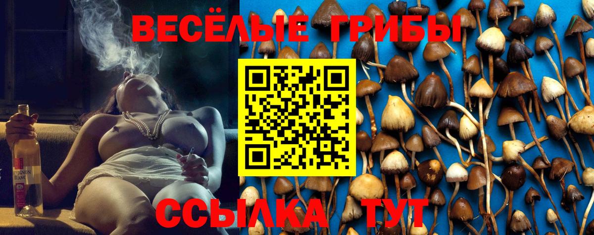 Псилоцибиновые грибы прущие грибы  Псилоцибиновые грибы Psilocybe  где найти наркотики  Мичуринск 